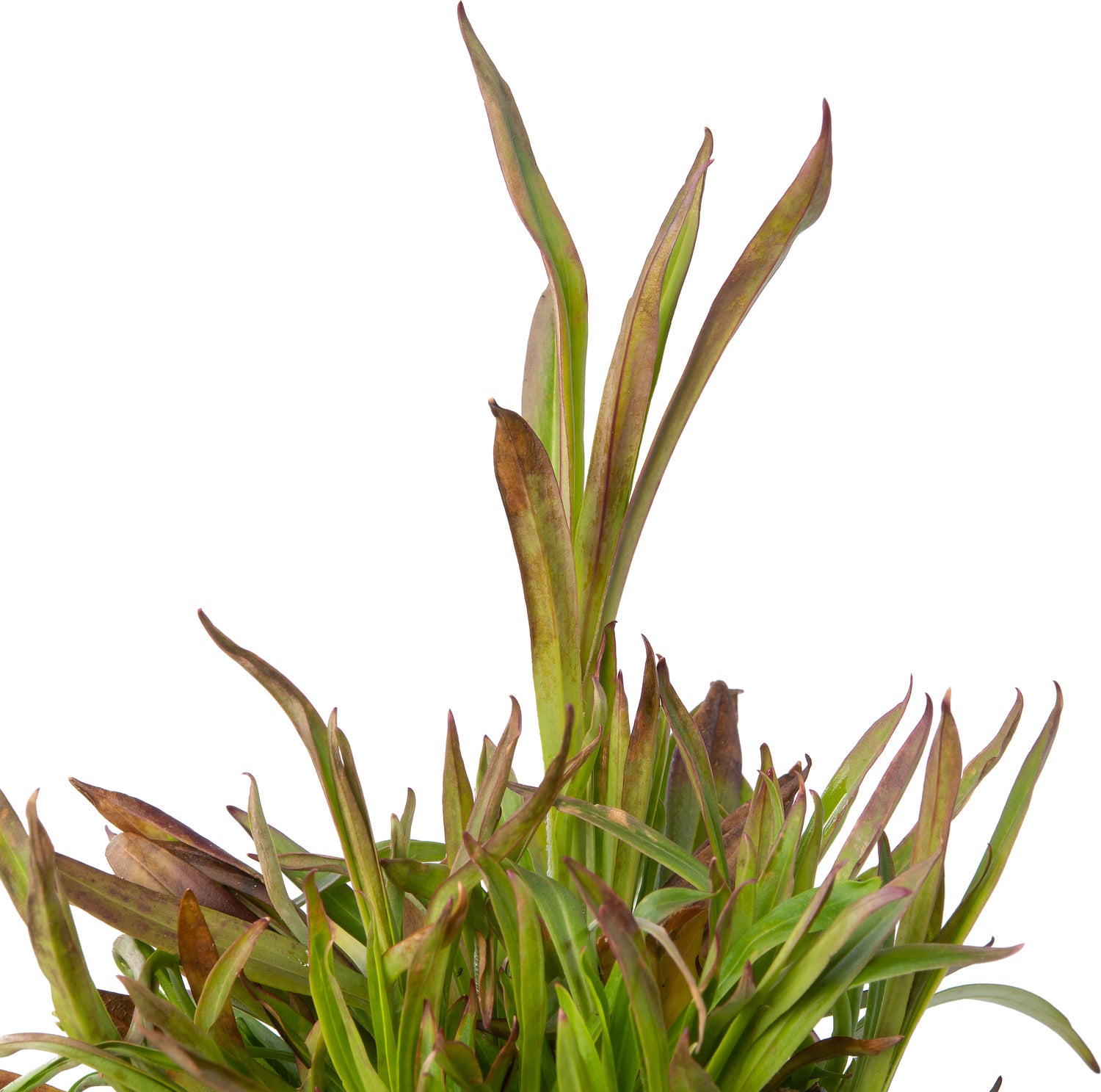 Pekanjer (Lychnis viscaria 'Splendens') D 9 H 10 cm