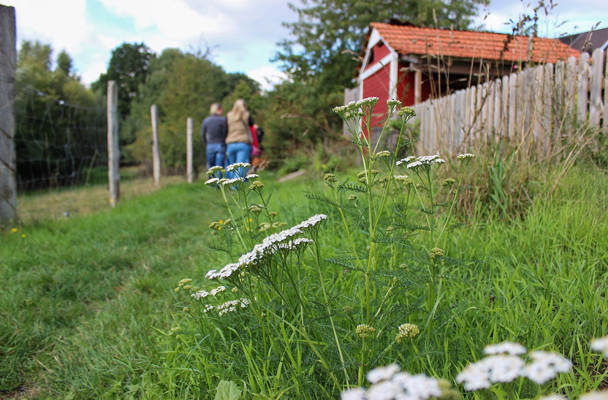 Wildkräuter Kurs Jüchen