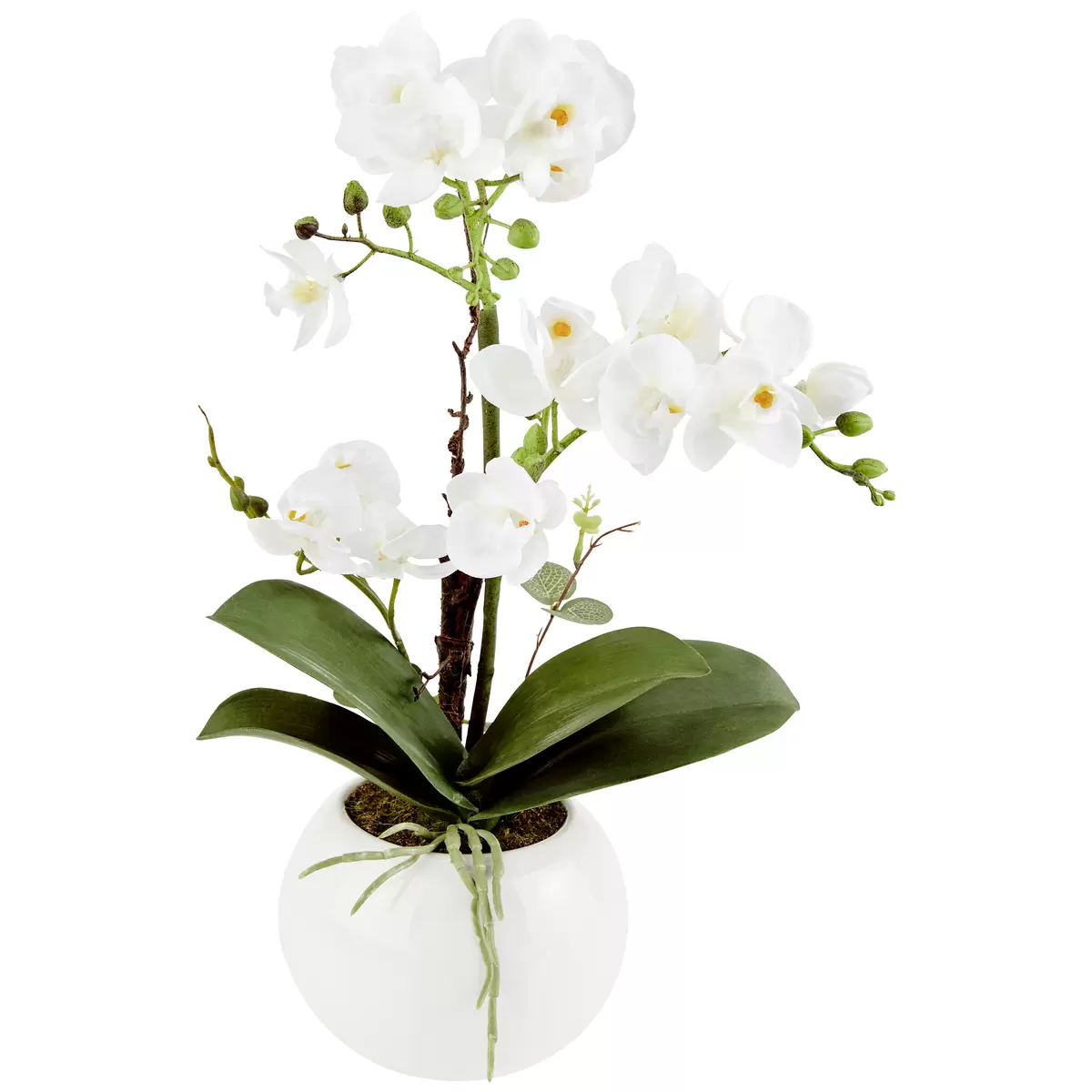 Orchidee Mayleen / James Wood grün,weiss