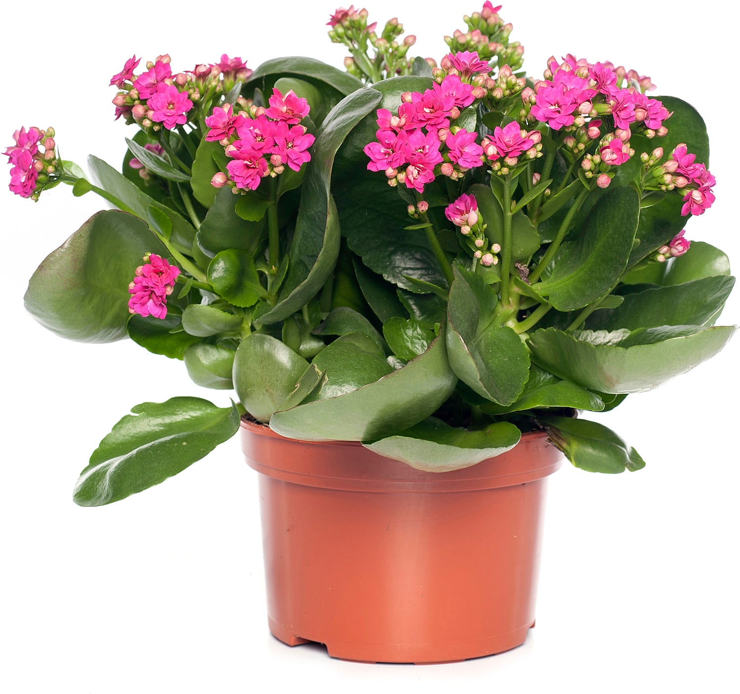 Kalanchoë (Kalanchoë 'Queen') paars D 14 H 26 cm