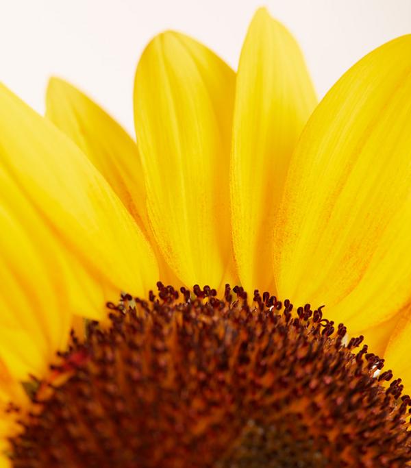 Sonnenblume