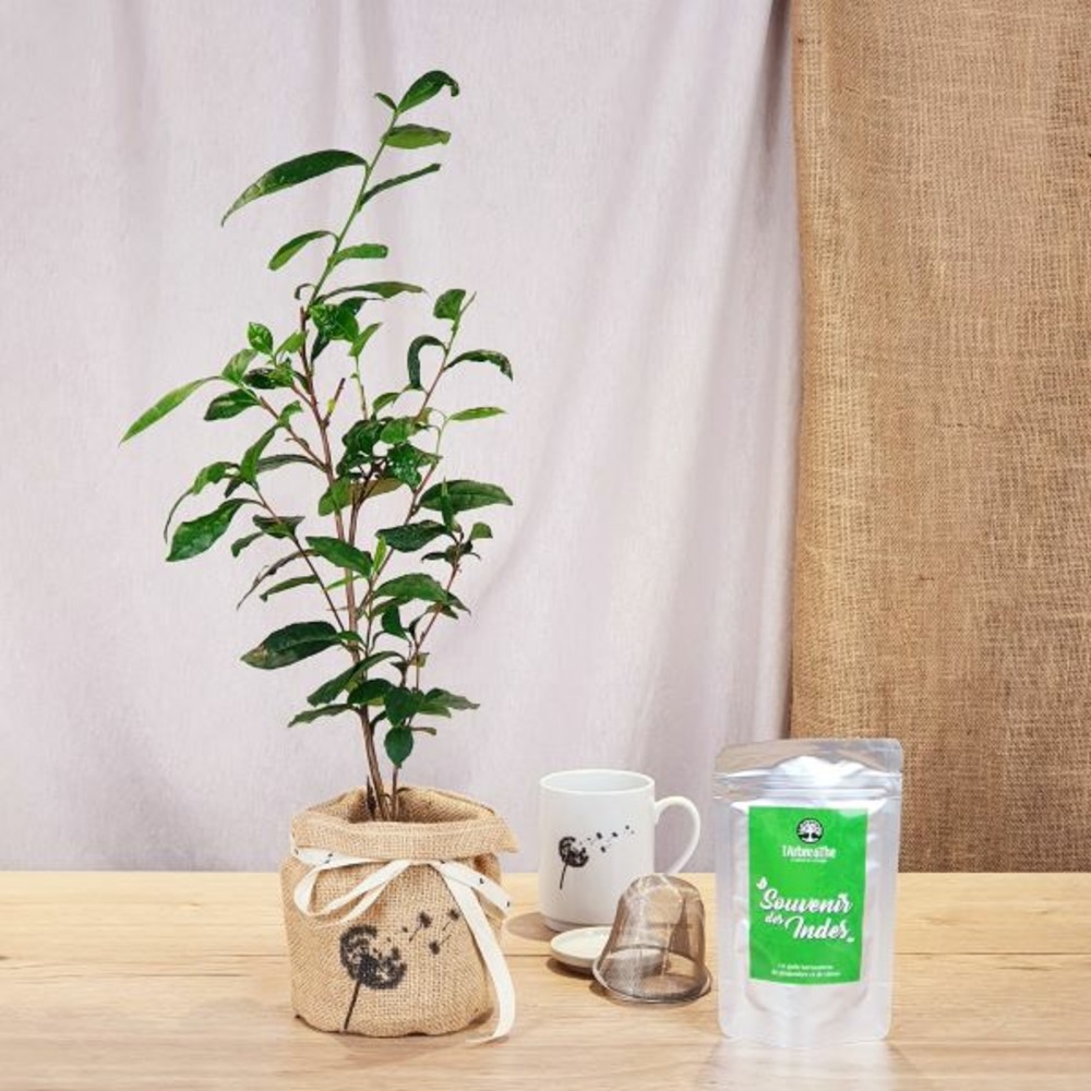 Coffret d'un théier avec son thé vert bio souvenir des indes