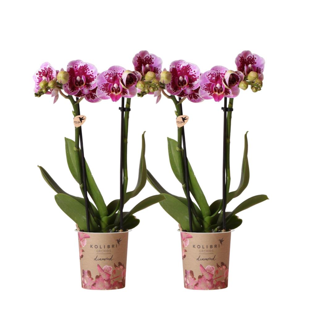 Plante d'intérieur - orchidées phalaenopsis rose violet - lot de 2 35cm