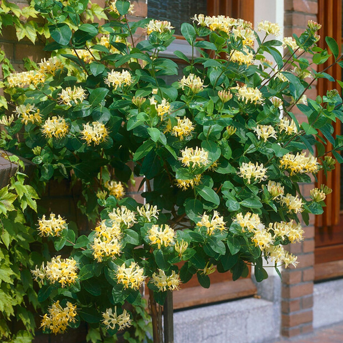 Bloomique – Lonicera periclymenum – Wilde Kamperfoelie – Geel – Klimplanten – Tuinplanten – Winterhard – Potmaat 15 cm – 70–80 cm hoog