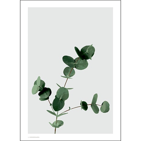 Eucalyptus - 50x70 cm