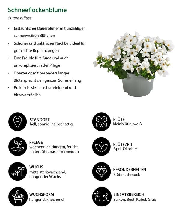 Beet- & Balkonpflanzen-Set Balkonliebe,