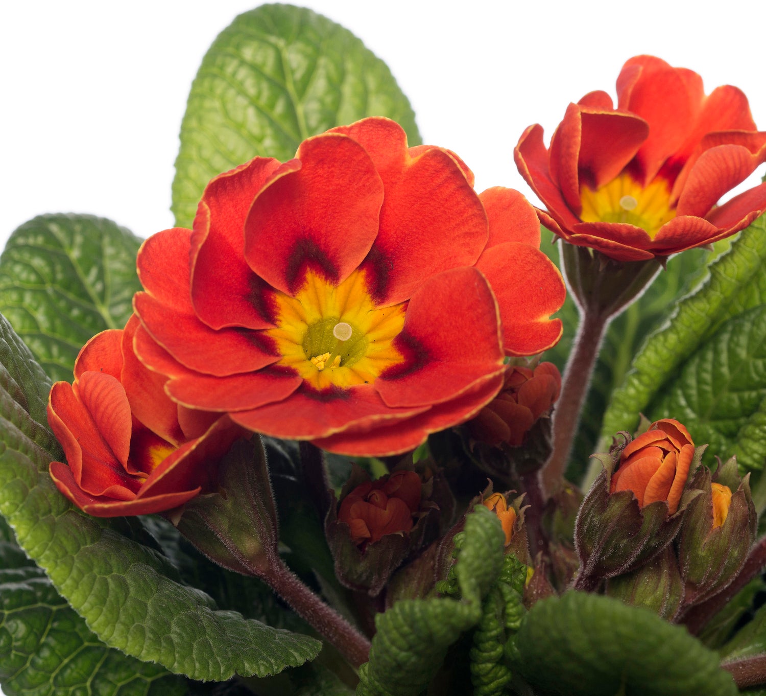Sleutelbloem (Primula acaulis) rood D 10,5 H 10 cm