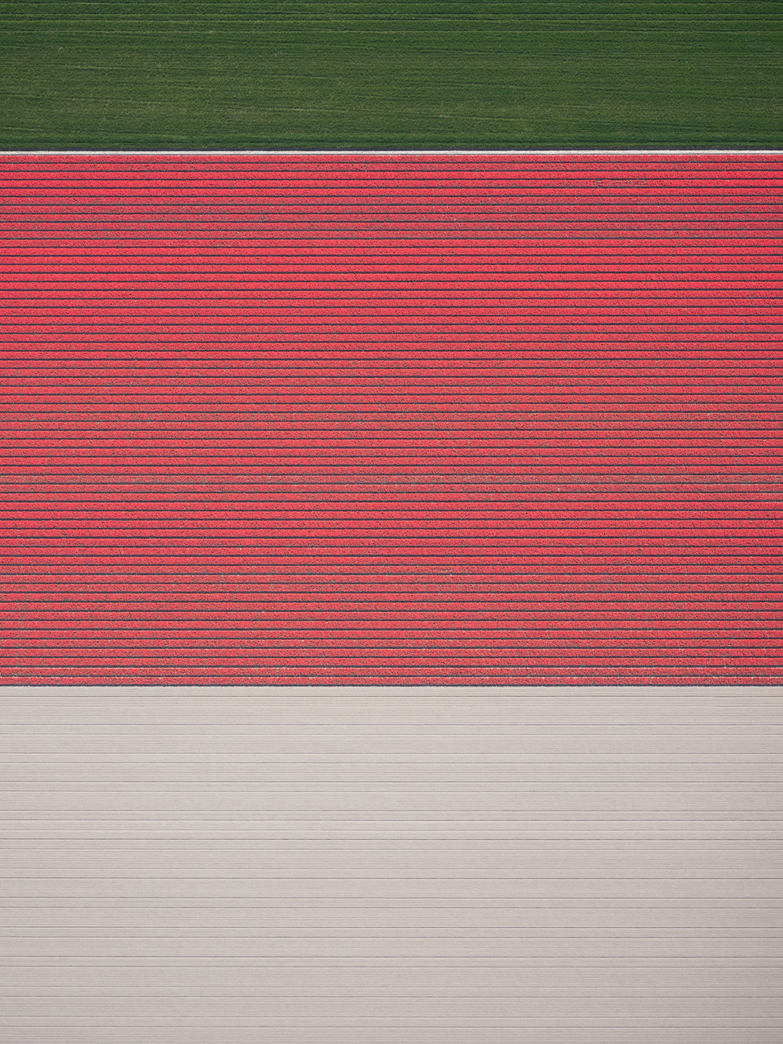 In Full Bloom I by Kevin Krautgartner - Limited Edition. Edition of: 150. Signed.