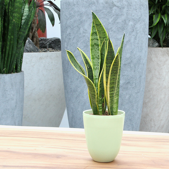 Sanseveria Laurentii - pot D12cm