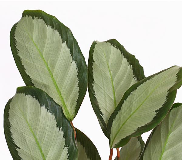 Korbmarante - Calathea picturata
