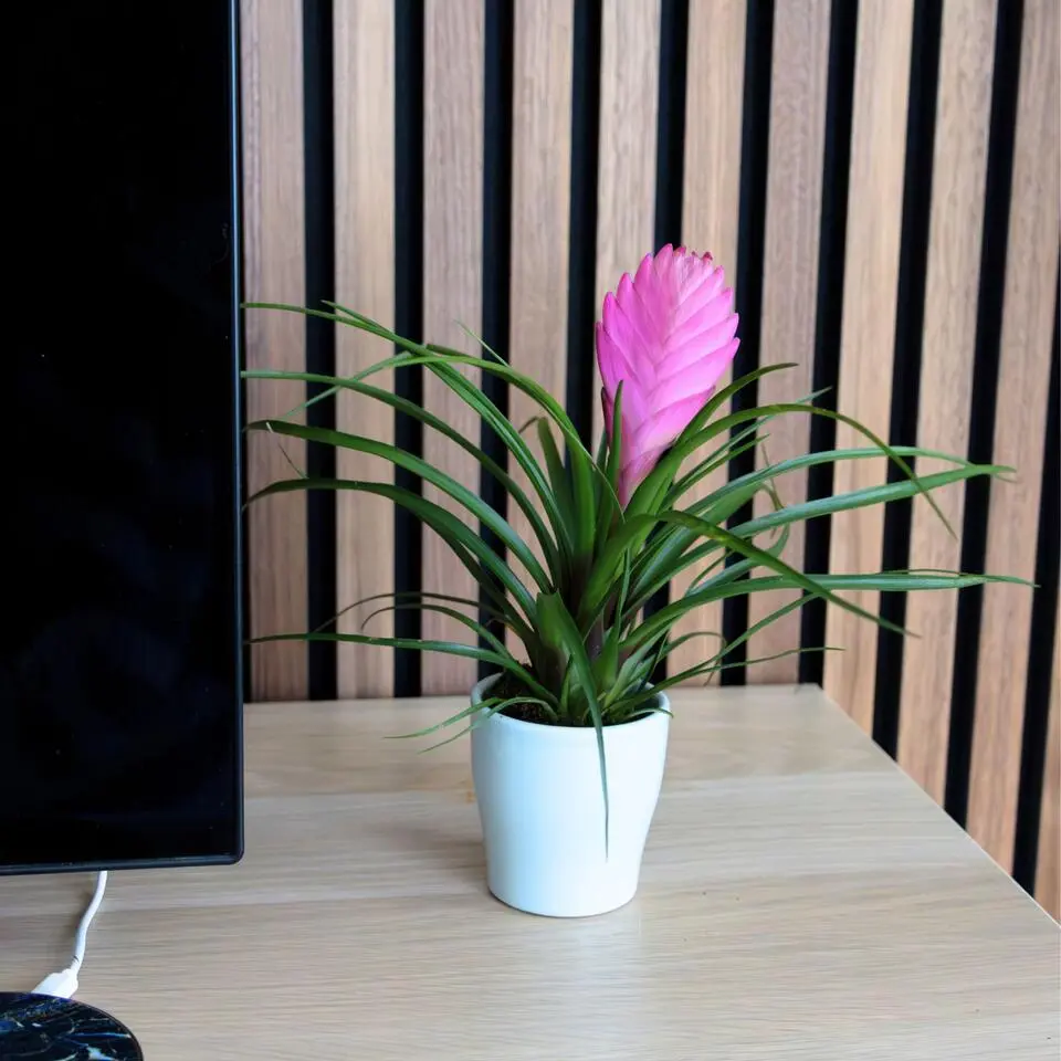 Tillandsia cyanea ‘Pastel’ – Set van 3 met pot – Hoogte 20–30cm – ø7cm