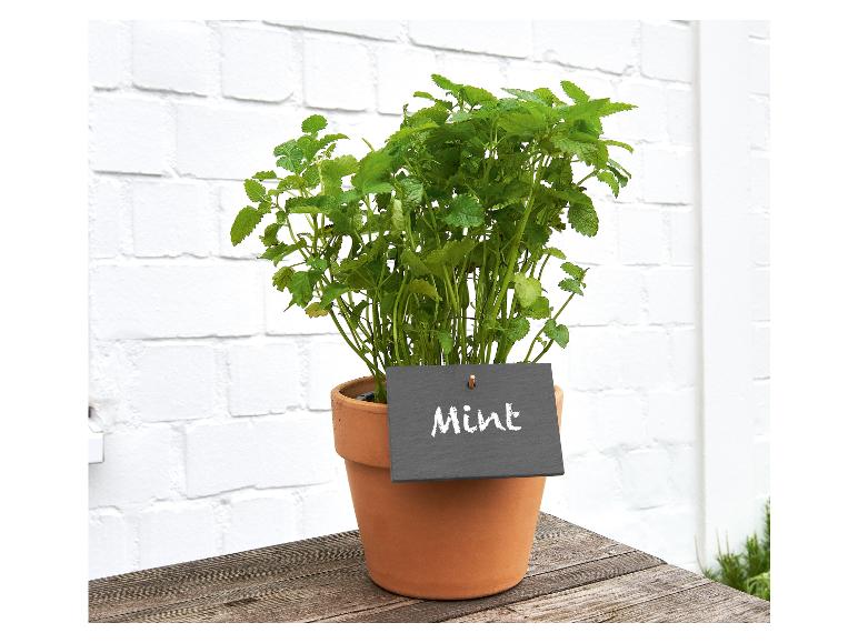 Plantenstekers met krijt