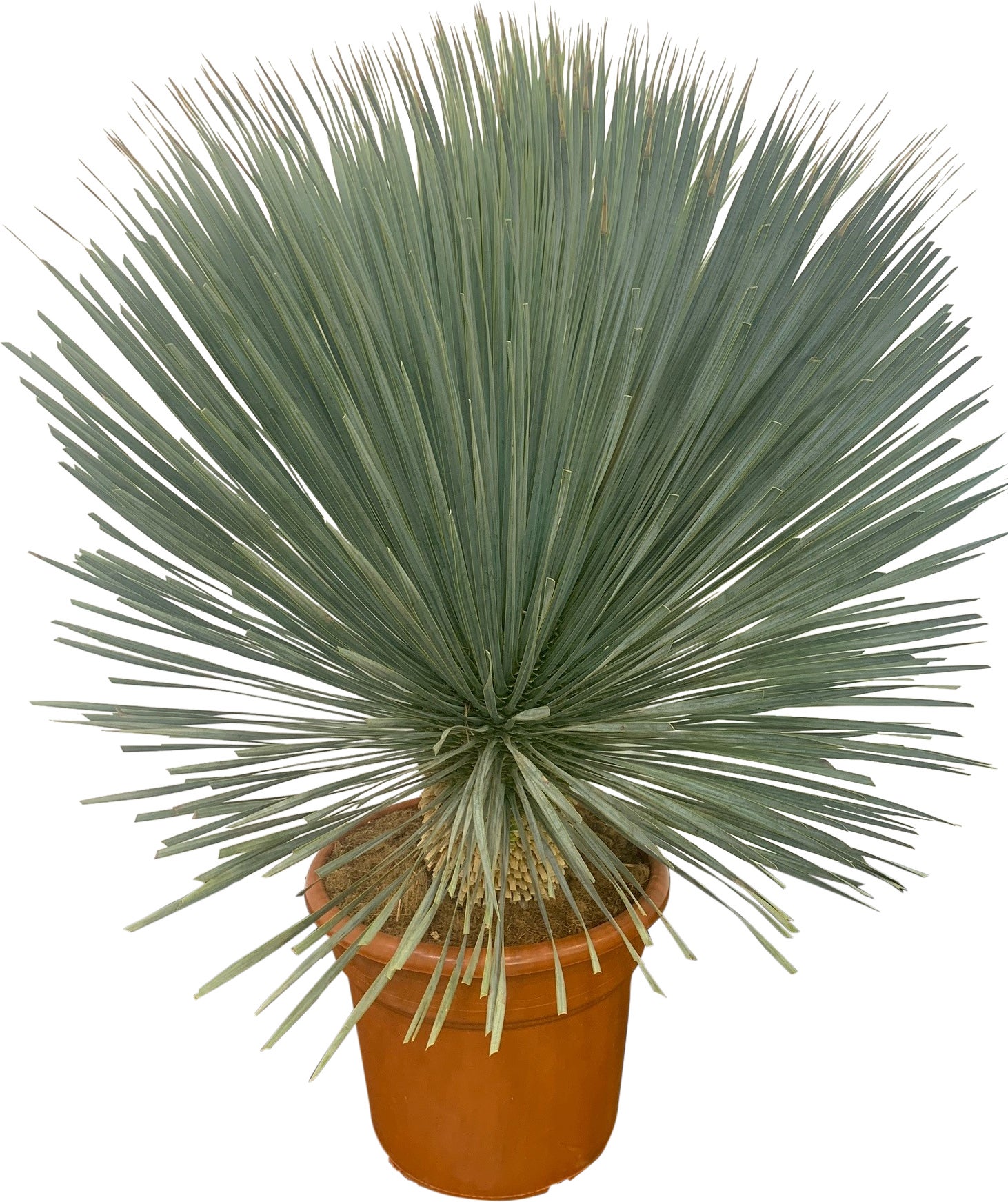 Palmlelie op stam (Yucca rostrata) D 40 H 100 cm