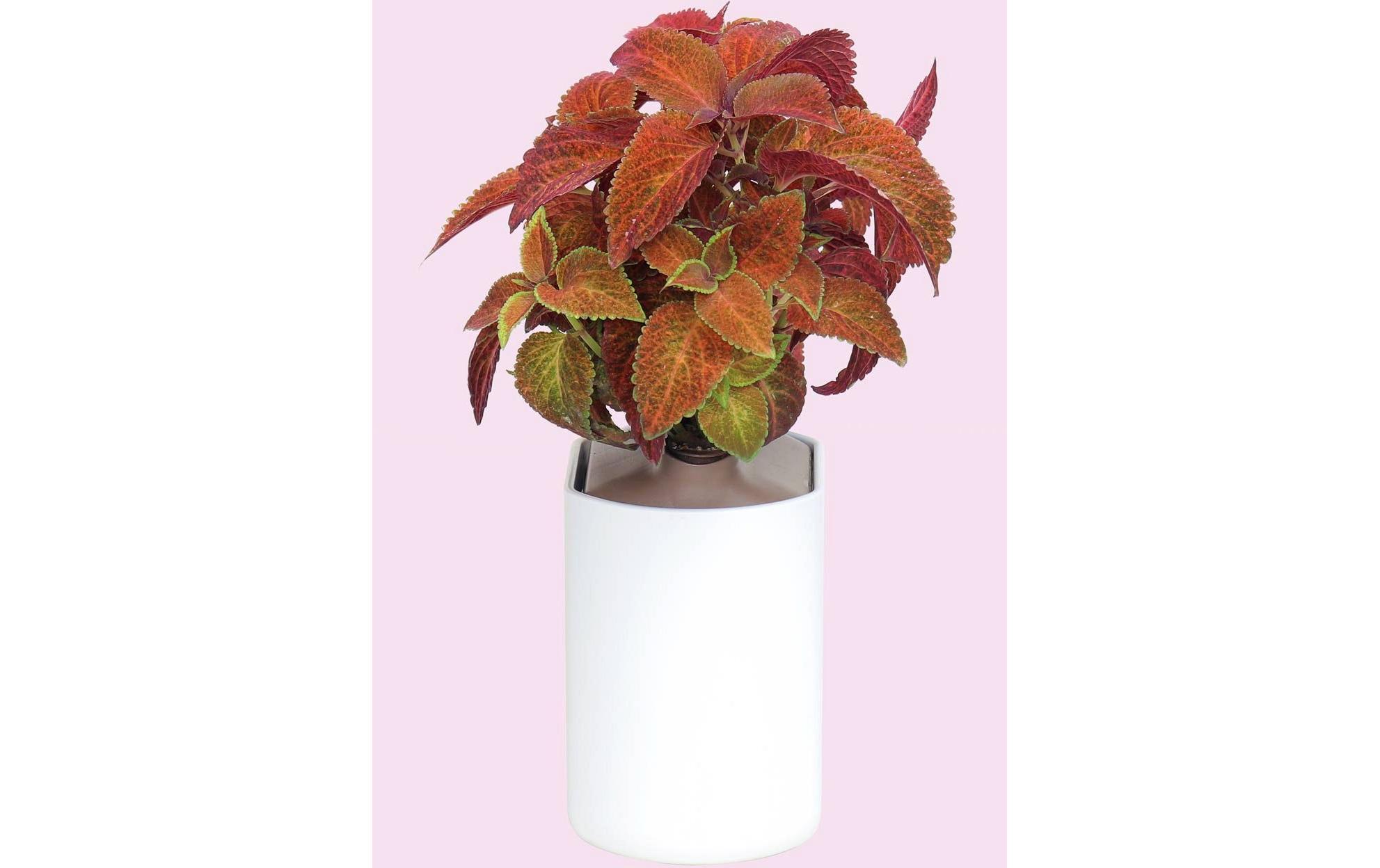 Samen ColeusBiologische Samen in Kapsel