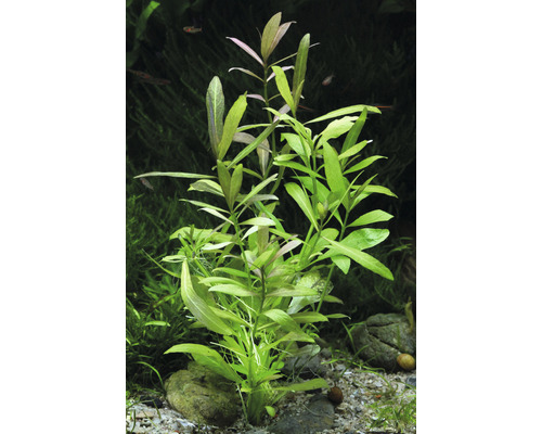 Indische waterpest (Hygrophila polysperma)