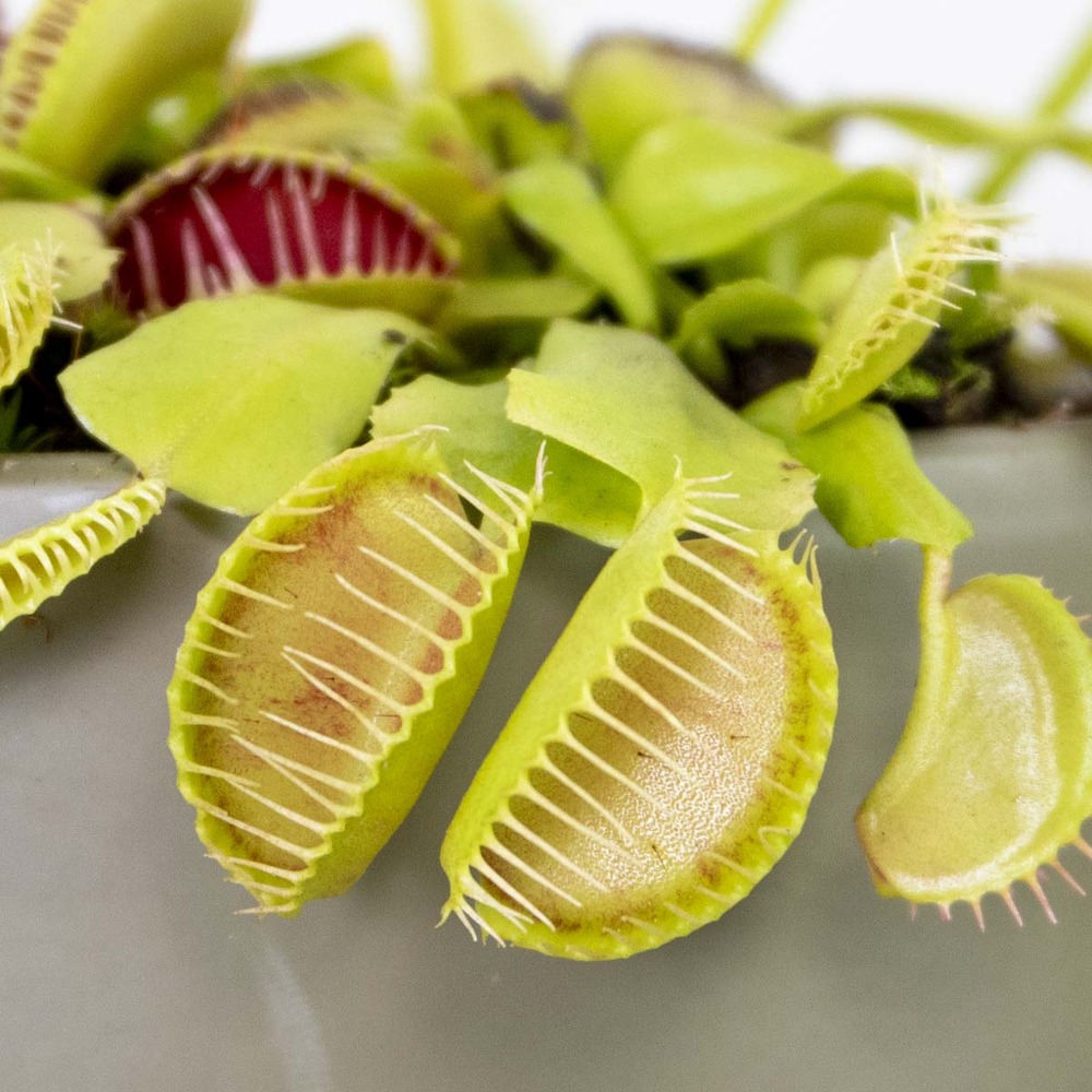 Dionaea muscipula – plante carnivore – peu d'entretien – ⌀12 cm – ↕10-15 cm