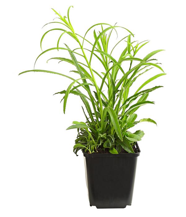 Bio Pfirsichblättrige Glockenblume