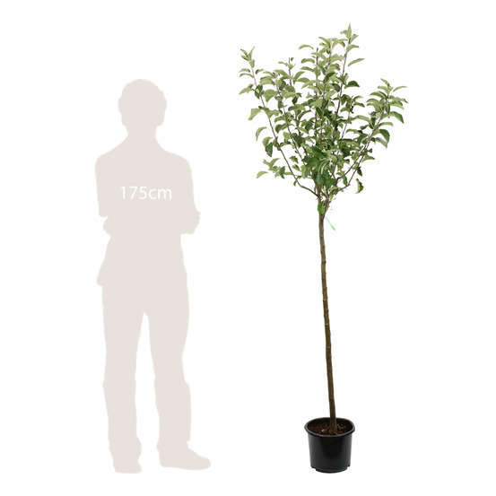 Pommier Granny Smith® : ½ tige, 4-5 ans, H 170-180 cm