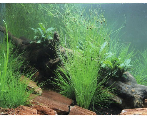 Paraplu-bies - Eleocharis vivipara in een pot