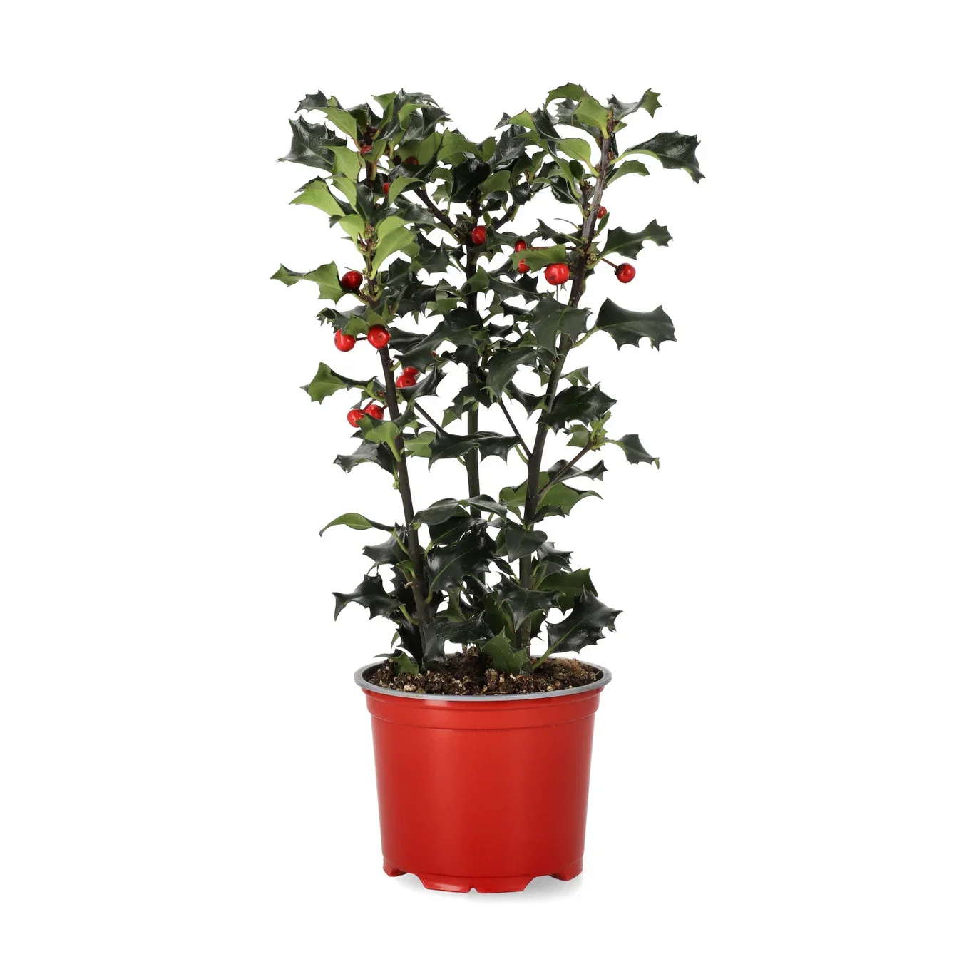Ilex aquifolium Kristtorn Ø12 cm
