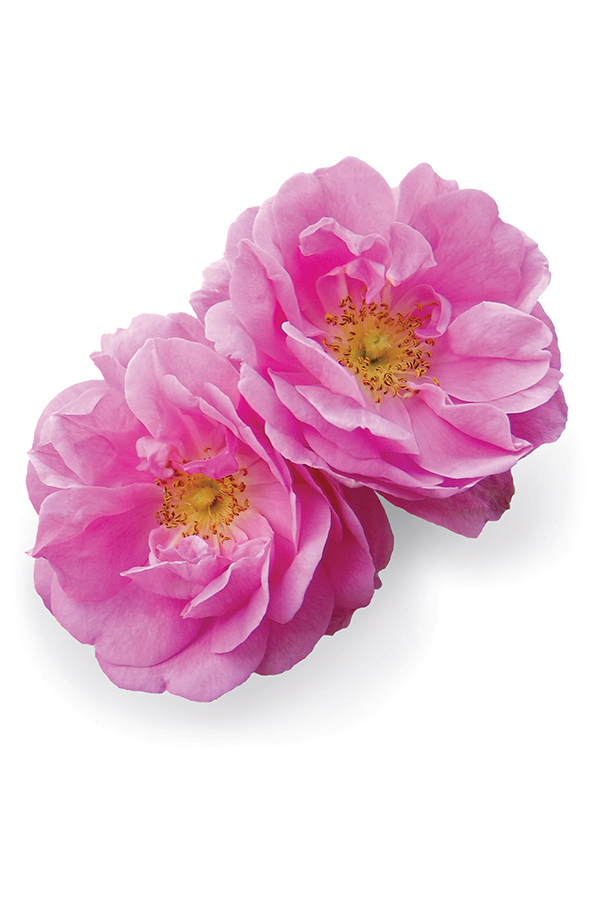 Huile de rose  Rosa damascena