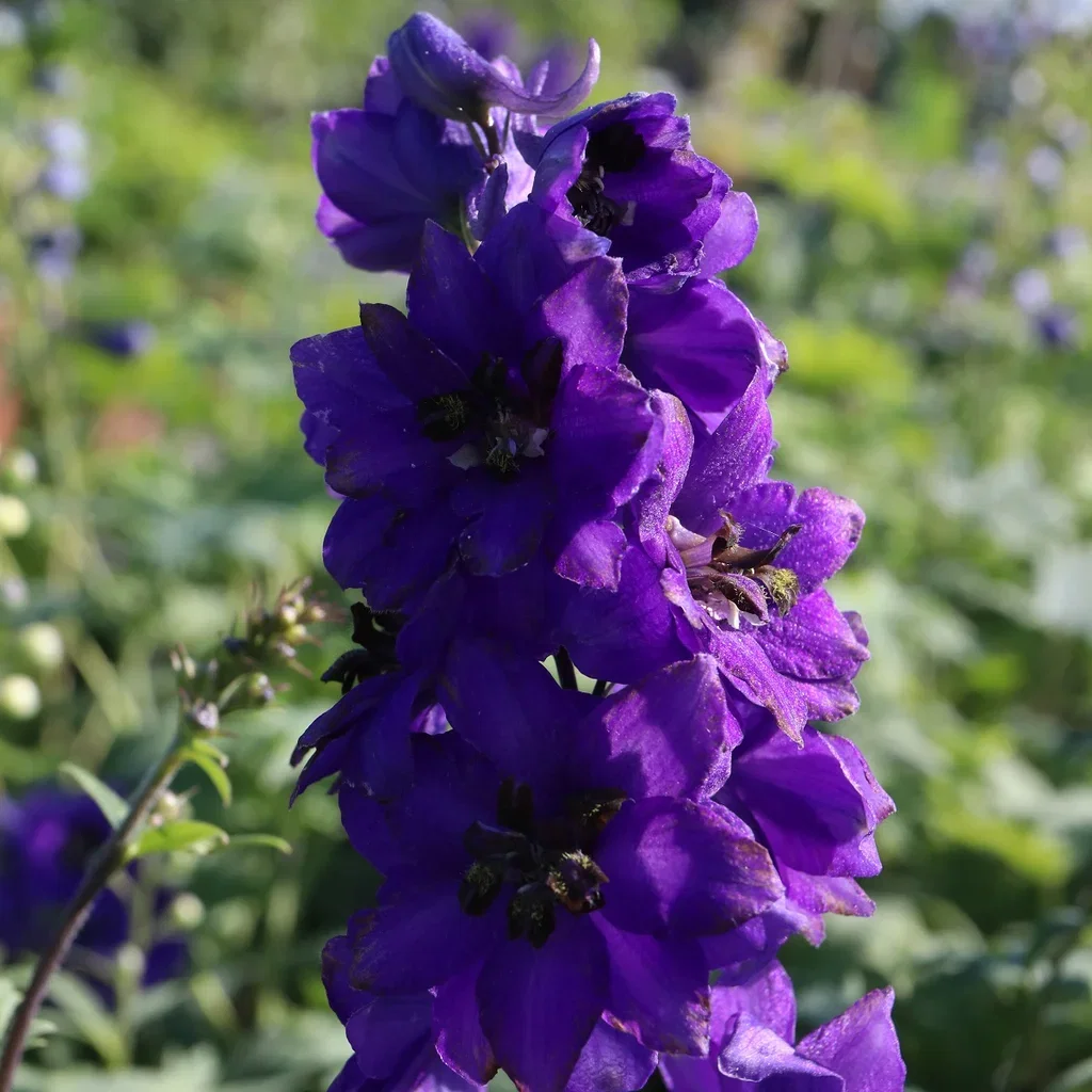 Delphinium (Elatum-Group) 'Black Knight' Ridderspore  'Black Knight' Ø11 cm