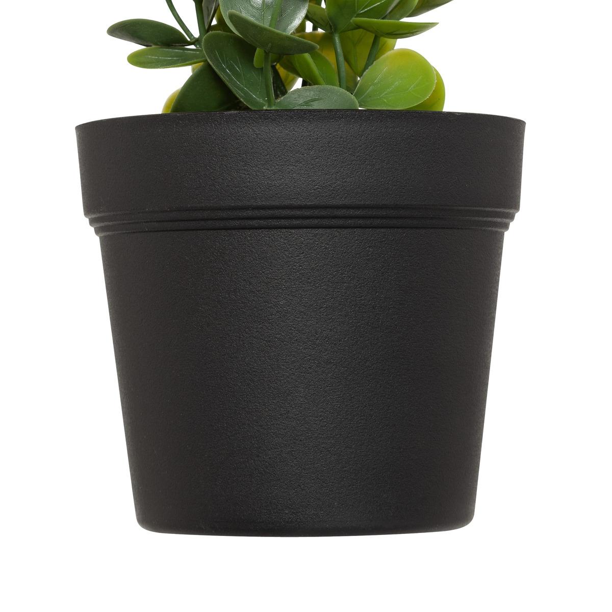EUCALYPTUS EN POT MERLY H.51CM