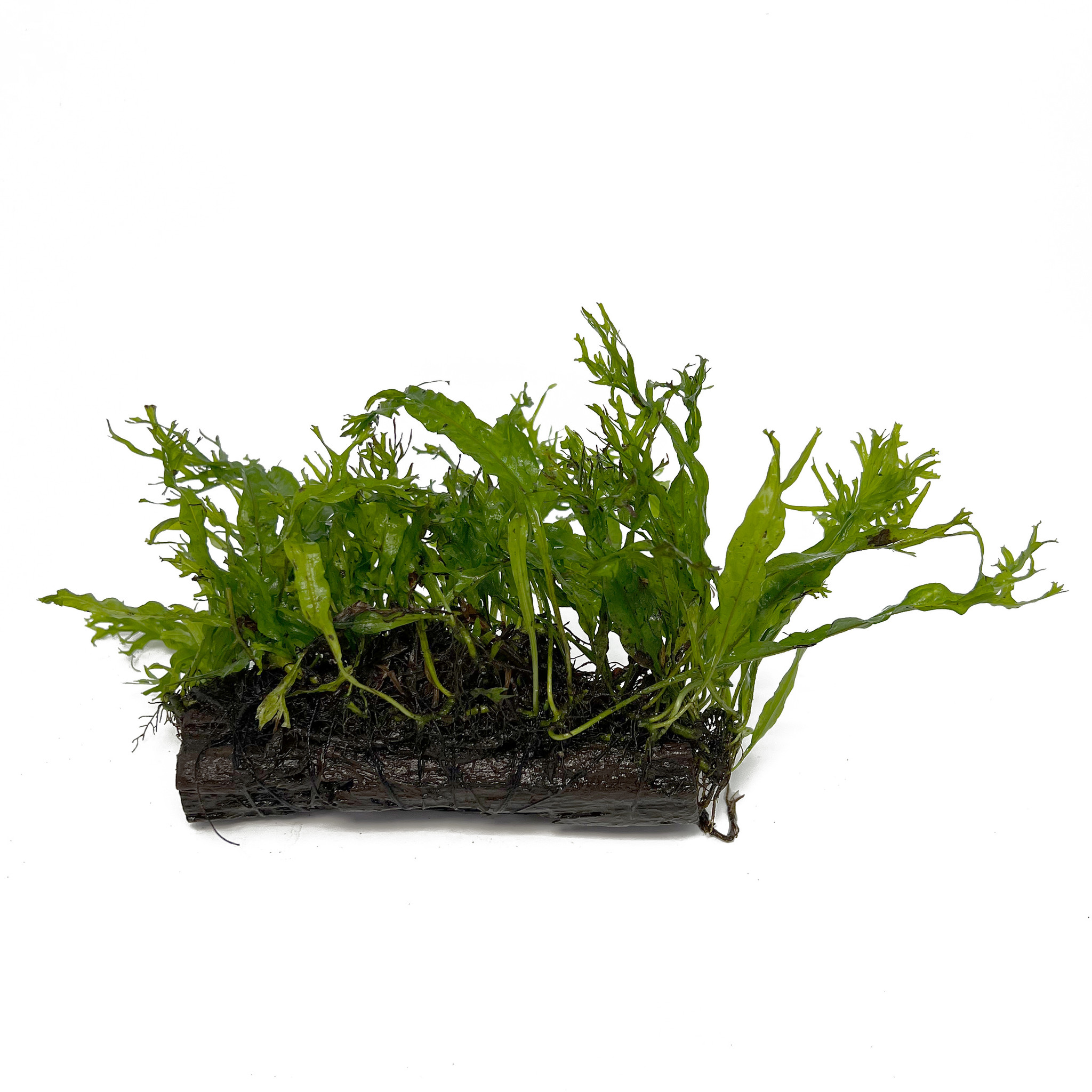Microsorum Pteropus Windelow op hout - Medium