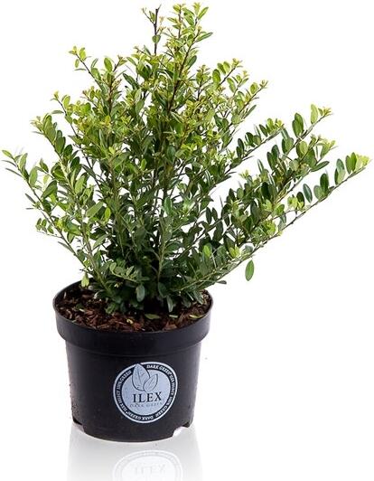 Japanse Hulst (Ilex crenata 'Dark Green') H 30-40 cm