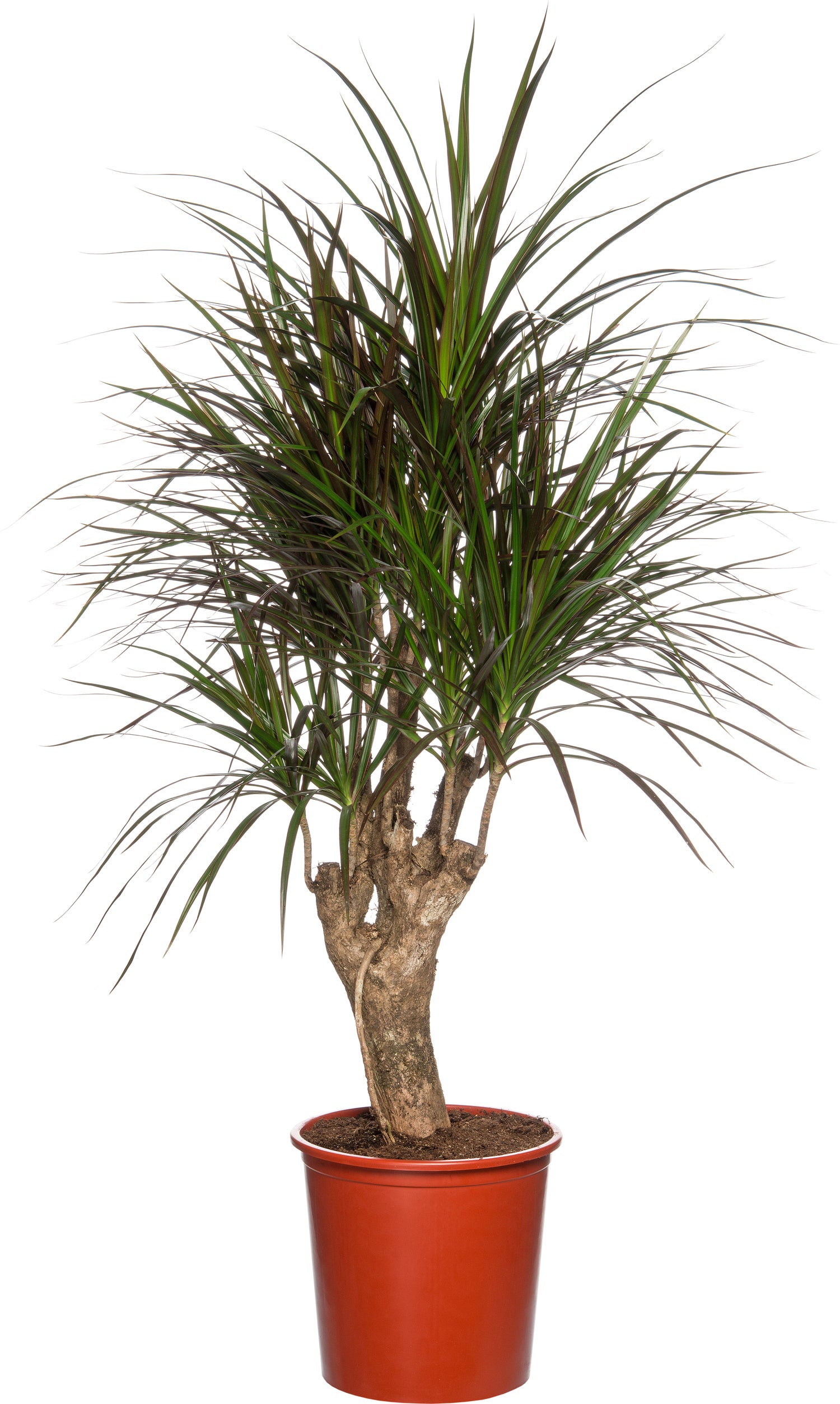 Drakenbloedboom (Dracaena marginata 'Magenta') D 27 H 120 cm