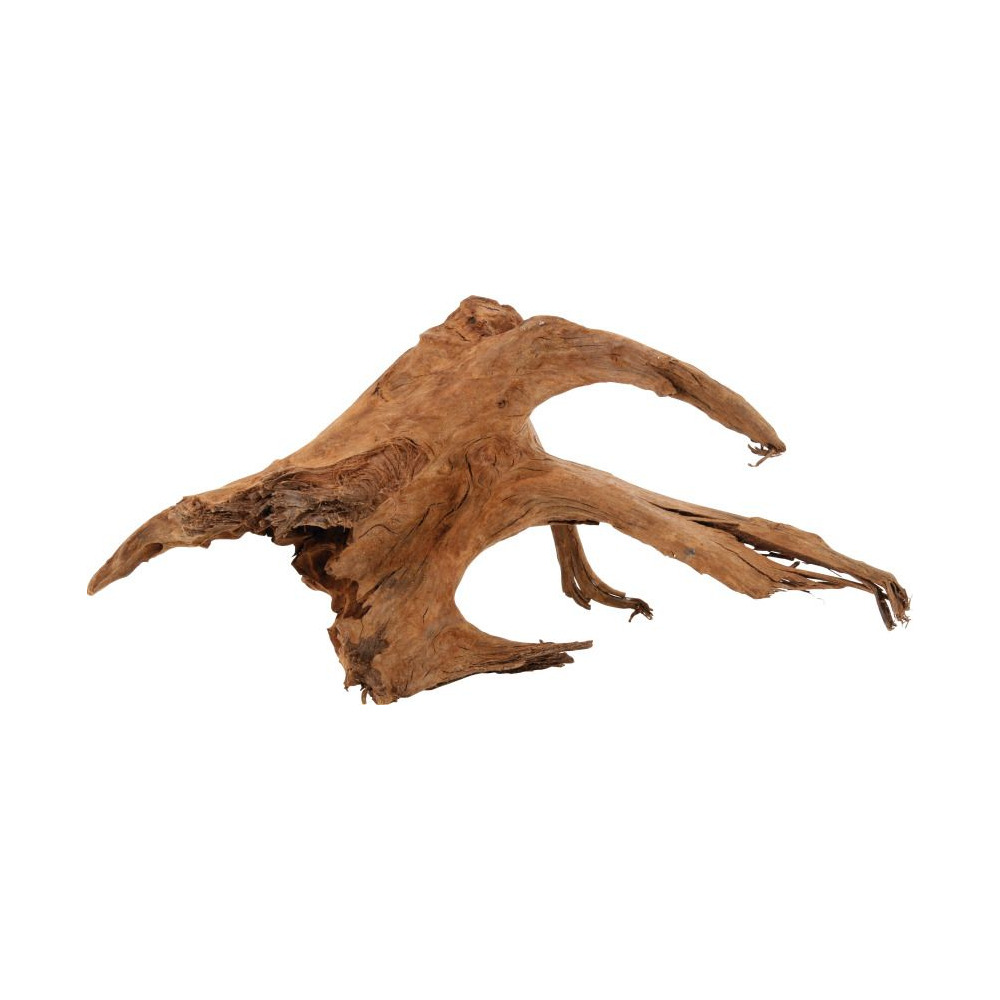 Racine naturelle mangrove 40/60 cm
