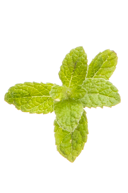 doTERRA Touch® Menthe poivrée  Mentha piperita