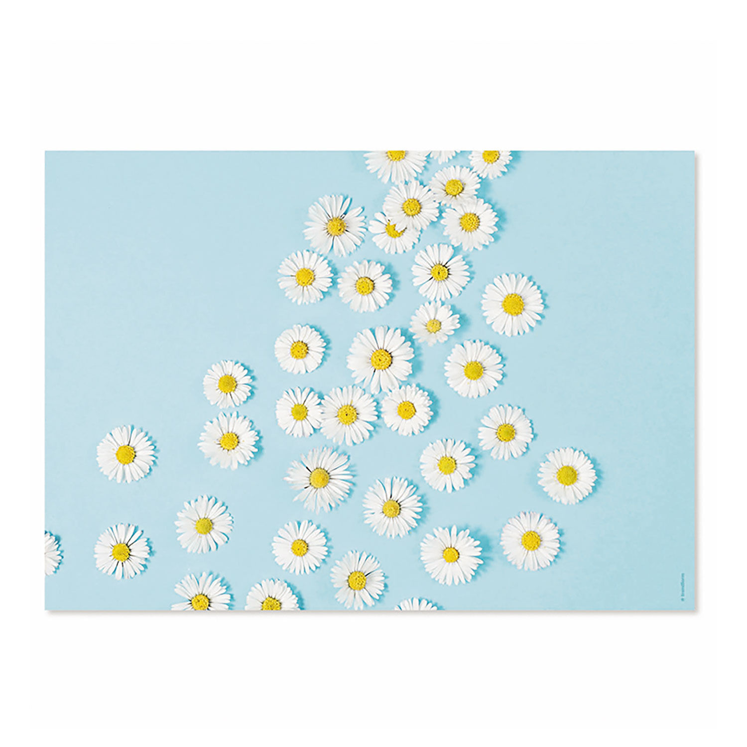 Papiertischset Daisy