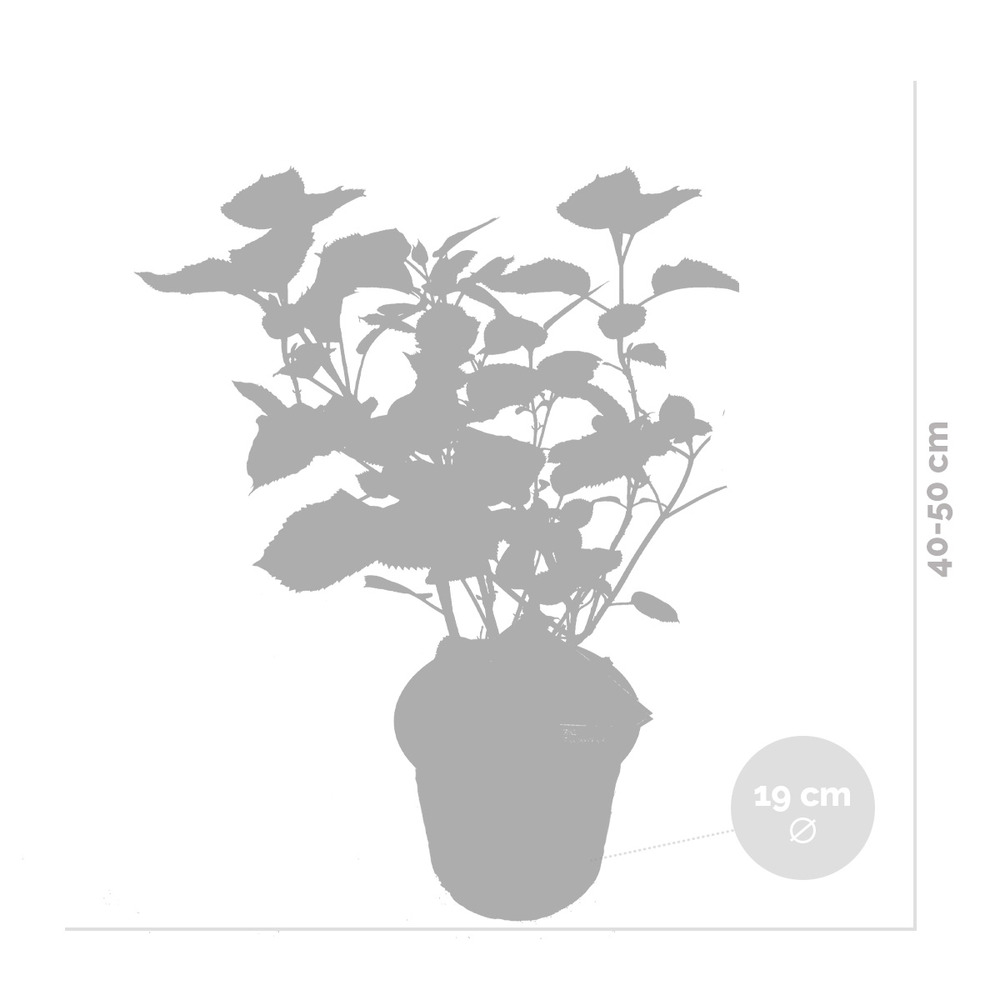 2x hortensia arborescens 'pink annabelle' - hortensia - arbuste - rustique – ⌀19 cm - ↕40-50 cm