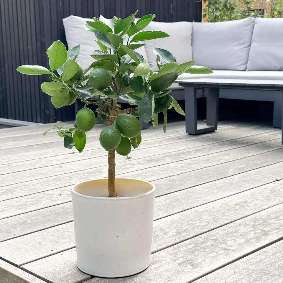 Citroenboom - Citrus limon - Hoogte 60-70cm - ⌀19cm