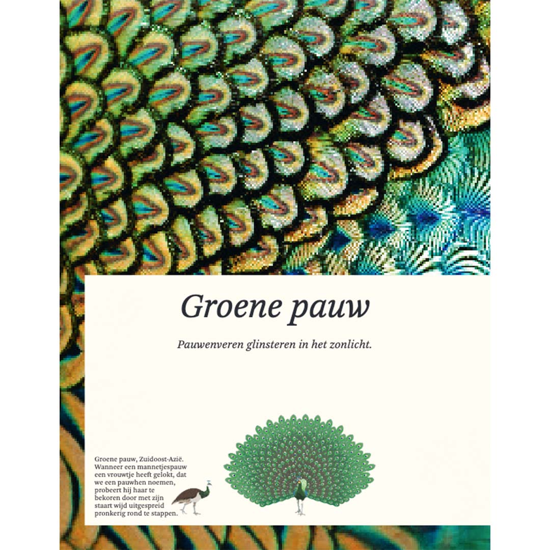 Uitgeverij lannoo het dikke boek van alle bijzondere vogels