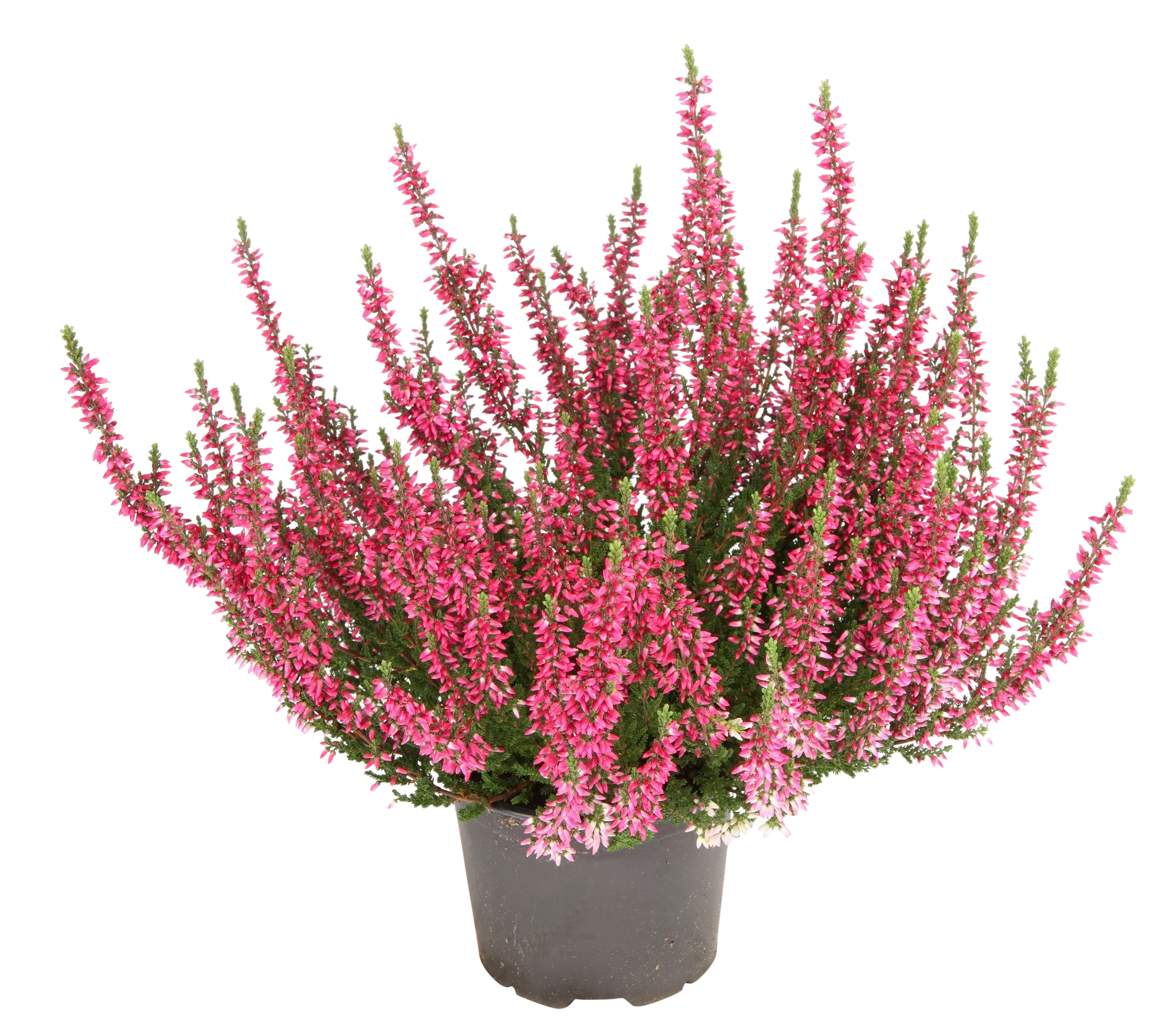 Calluna vulgaris (Garden Girls Series) Røsslyng Garden Girls Ø12 cm
