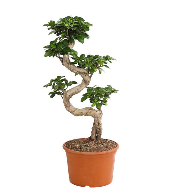 Chinesische Feige - Ficus microcarpa