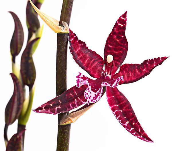 Tiger-Orchidee - Colmanara cultivars 'Massai'