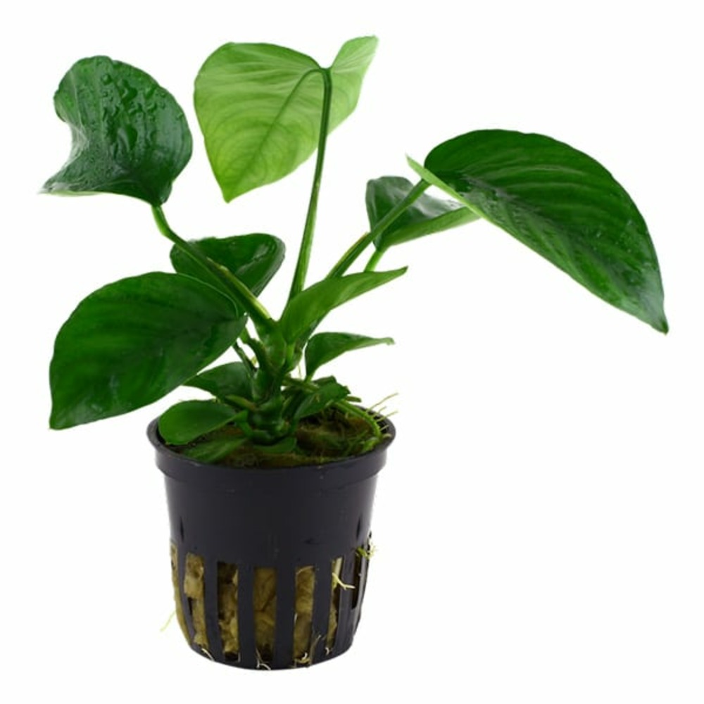 Anubias barteri var caladiifolia