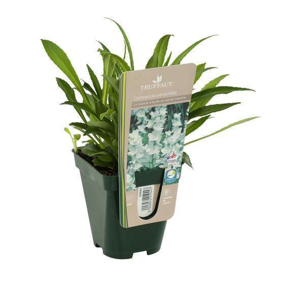 Campanule à feuille de pêcher blanche ' Alba ' : godet vert