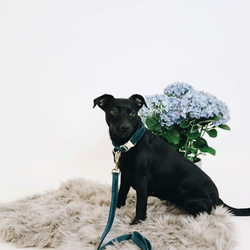 Kentucky Dogwear Velvet Hondenhalsband