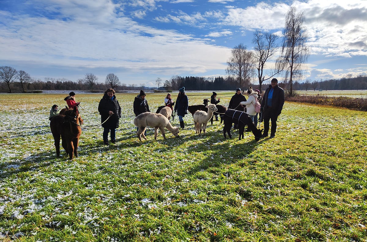 Alpaka Trekking Jettingen-Scheppach