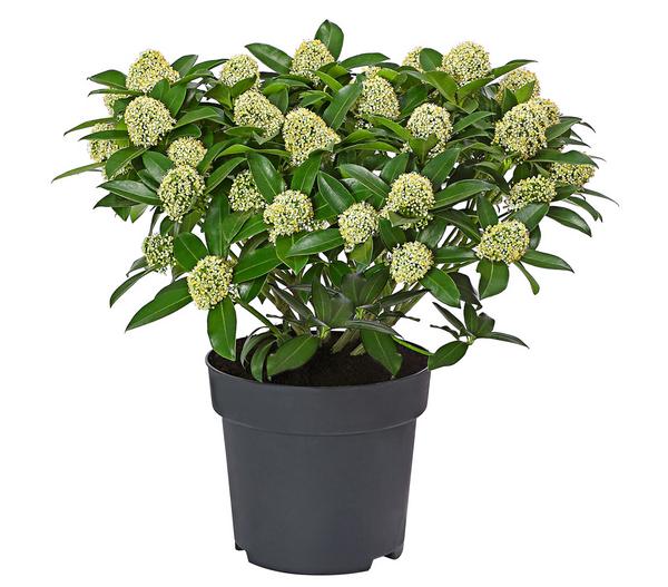 Blütenskimmie 'White Globe'
