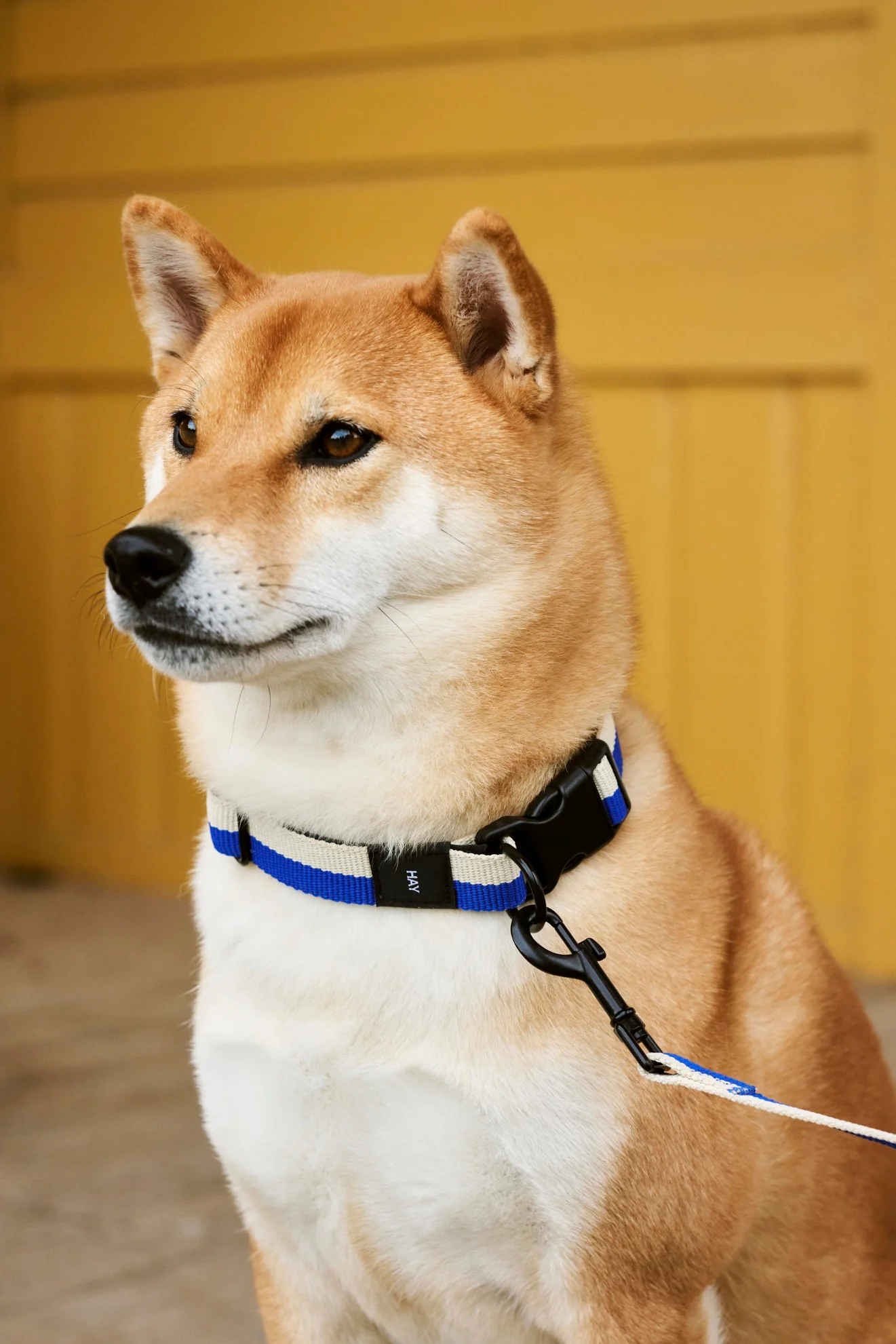 HAY  Flat Hundehalsbånd - blå/hvid
