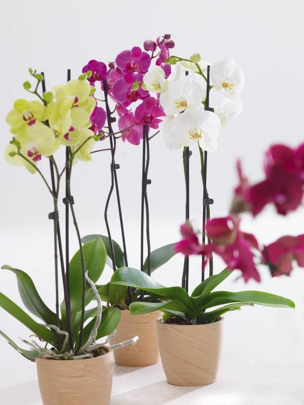 Schmetterlingsorchidee - Phalaenopsis