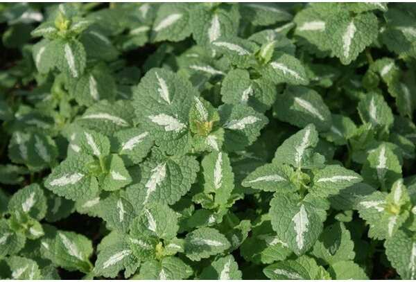 Dovenetel (Lamium maculatum 'Shell Pink') D 9 H 10 cm
