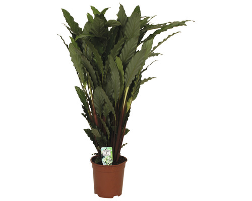 Calathea 'Tropistar' (FloraSelf) Bloemengebedsplant, ca. 105 cm hoog, potdiameter 21 cm