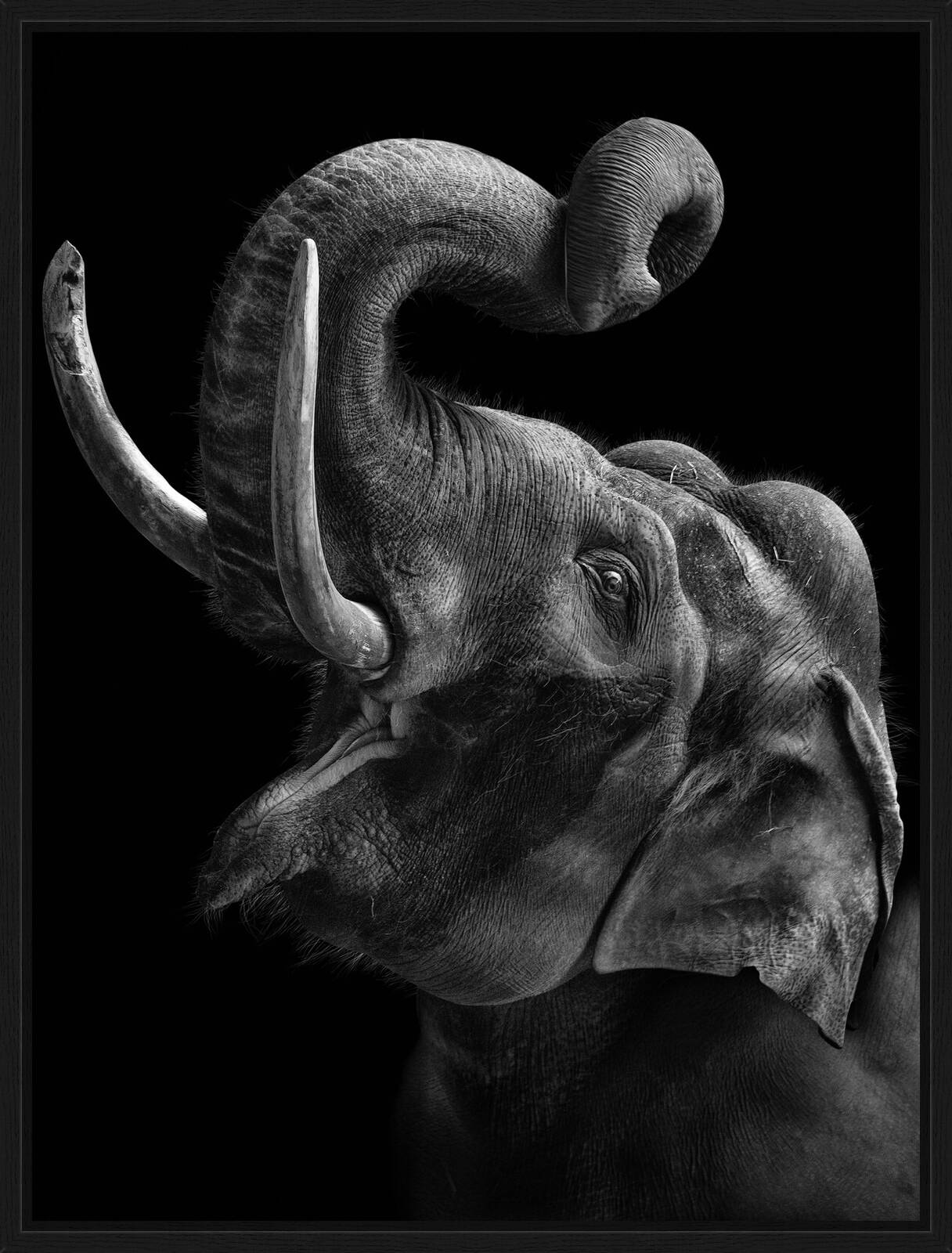 Elephant by Mikhail Kirakosyan - Limited Edition. Edition of: 150. Signed.