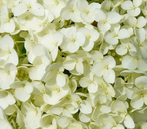 Schneeball-Hortensie 'Strong Annabelle®'